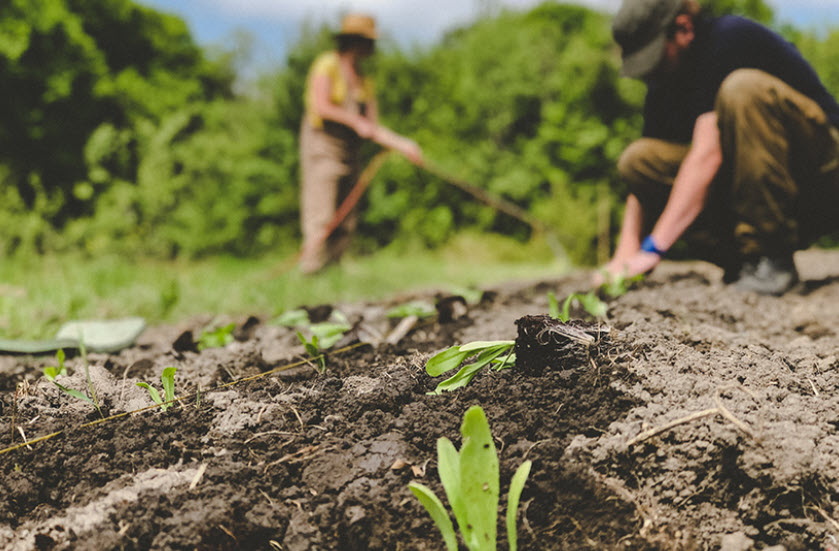 Is Organic Farming Beneficial to Biodiversity?